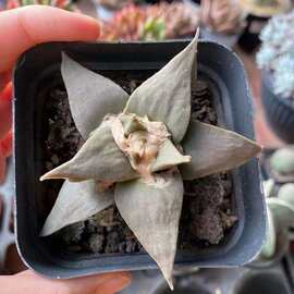 多肉植物丸价格 最新多肉植物丸价格 批发报价 价格大全 阿里巴巴 多肉植物丸价格 最新多肉植物丸价格 批发报价 价格大全 阿里巴巴