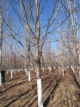 批发美国红枫树苗 8-10公分 冠幅4米左右 树形型优美 美国红枫