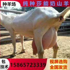 高产萨能奶山羊产奶8-12斤的奶山羊多少钱一只萨能怀孕母羊种公羊