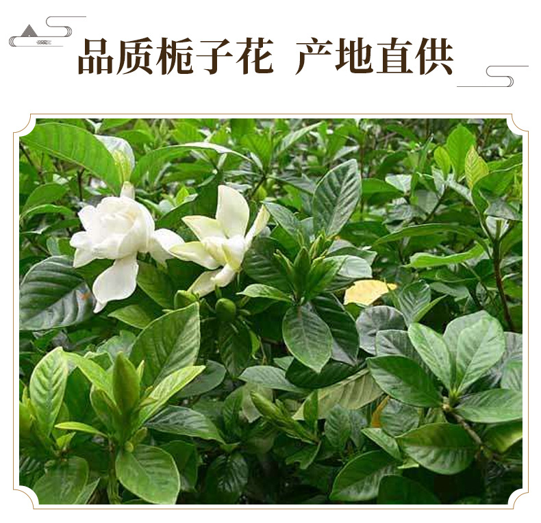 Gardenia Flower Zhi Zi Hua Dried Herbal Tea Ingredient Natural Sun Dried 500g key features