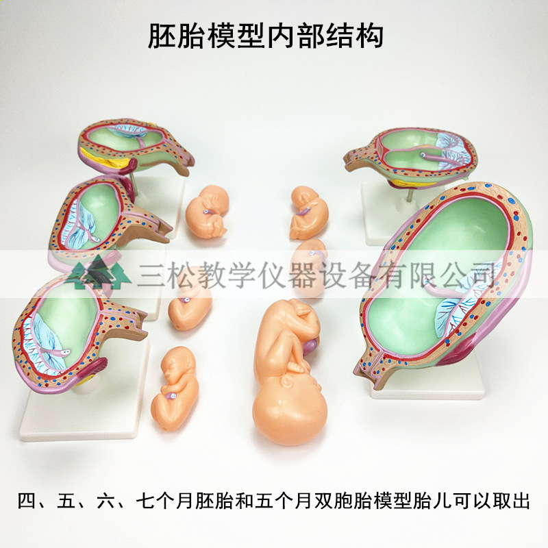 人体胚胎发育模型5_副本