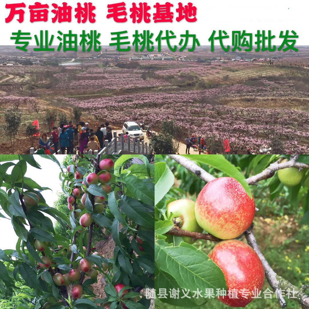 1fdd630bd7879faca42b0ac4d31acc