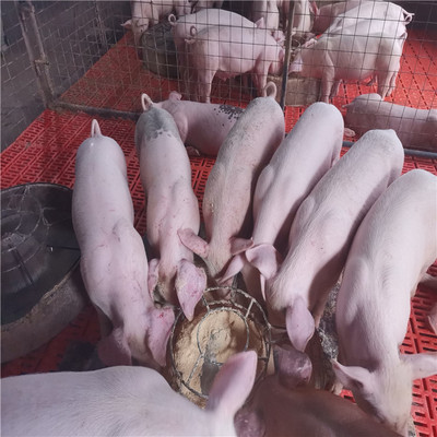 胜源养殖_长太二元种母猪销售生产商长太二元原种母猪