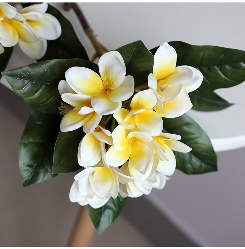 Plumeria5.jpg