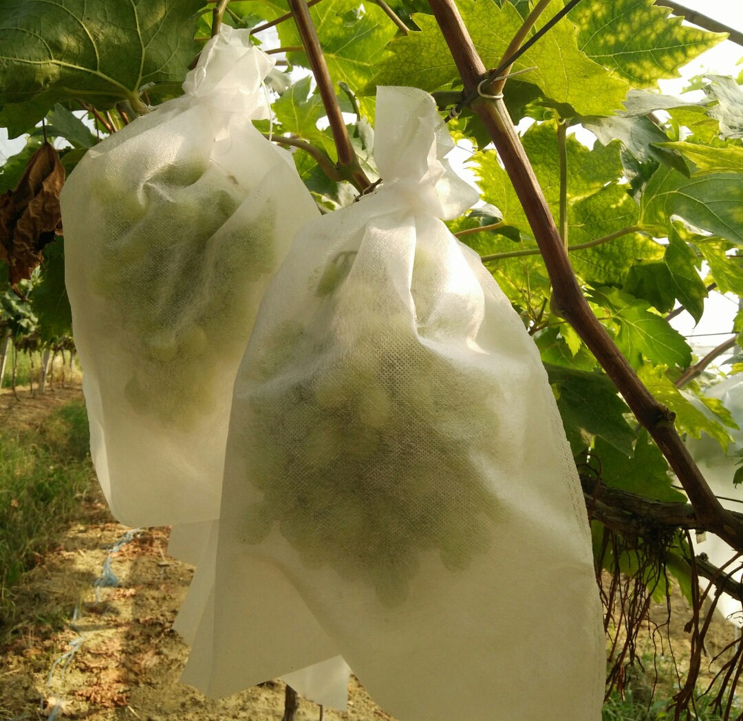 厂家推荐 28*38防虫水果套袋 无纺布葡萄防鸟套袋 葡萄保护袋|ru