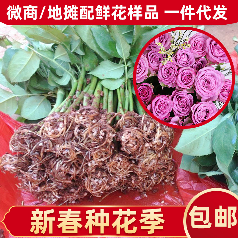 base supply Yunnan Rose seedlings Cold beauty Four seasons rose Seedlings Cuttings Rose seedlings Homegrown