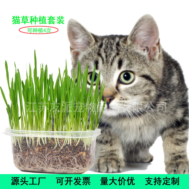 Wholesale handmade planting cat grass set cat grass seeds cat snacks cat hair ball