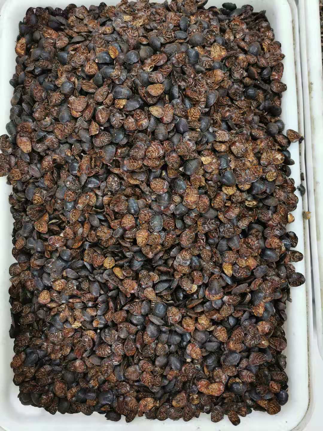 Dried Ground Beetle Tu Bie Chong Whole Insect Traditional Chinese Herb 1 Jin 500g Bulk Pack specifications