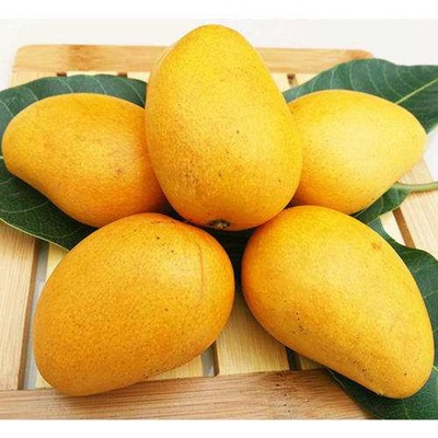 Xiaotainong 5 Season fresh Mango fruit Full container Tropical Mango Season