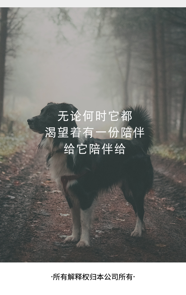 反光狗鞋