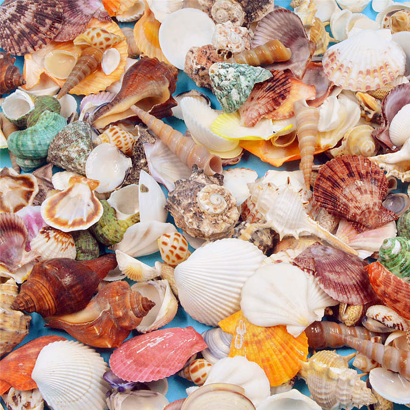 1kg Kindergarten Huanchuang Natural Shell Conch Landscape Snail Fish Tank Landscaping Decoration Area Corner Dress-up Material 1kg Kindergarten Huanchuang Natural Shell Conch Landscape Snail Fish Tank Landscaping Decoration Area Corner Dress-up Material