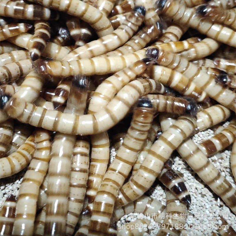 微信图片_202007031055_副本