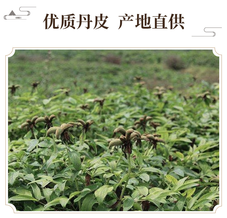 Dried Moutan Bark Dan Pi 500g TCM Herbal Decoction Pieces key features