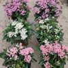 Base batch five -star flower potted plants multi -color grass flower series