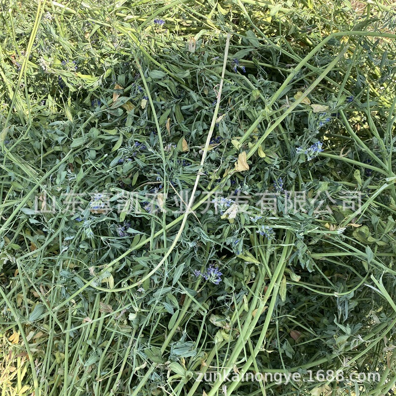 2023 Alfalfa Grass Loose Bundle Alfalfa Grass Green Quality Good Protein High Feed Raw Material