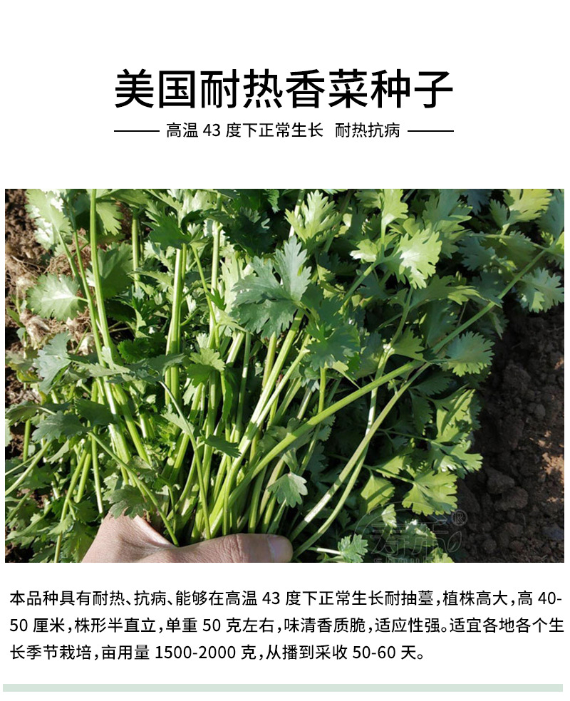 香菜详情_05.jpg