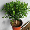 Seedling Base Direct Selling Small Potted Plant Jiulixiang Supply Green Seedlings and Flower Potted Green Plant