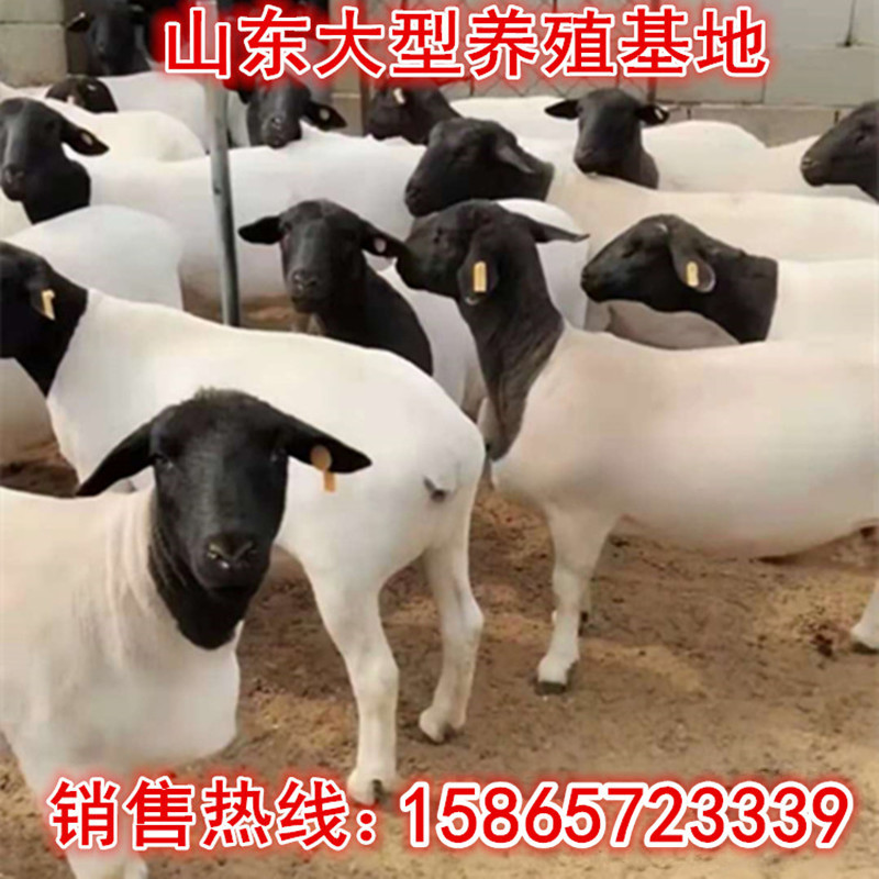 养哪个品种的羊比较好多胎母羊杜泊绵羊一胎生几只活羊小羊羔价格