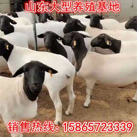 活羊出售育肥羊杜泊绵羊怀孕母羊一胎下几只可以繁殖的公羊多少钱