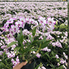 The base batch of the Dendrobium series of Dendrobium series does not contain pots of high -end high -end New Year's Eve flowers, green plants, green plants, nourishment