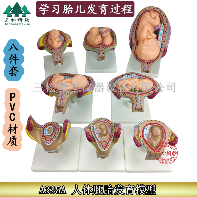 人体胚胎发育模型1_副本