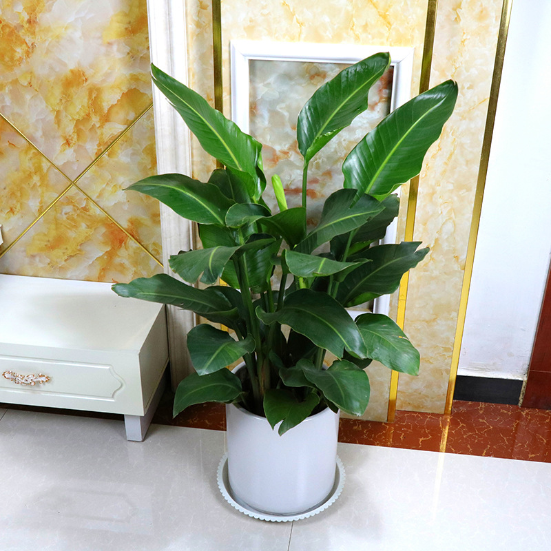天堂鸟植物室内大型盆栽 鹤望兰客厅办公室花卉网红绿植四季常青