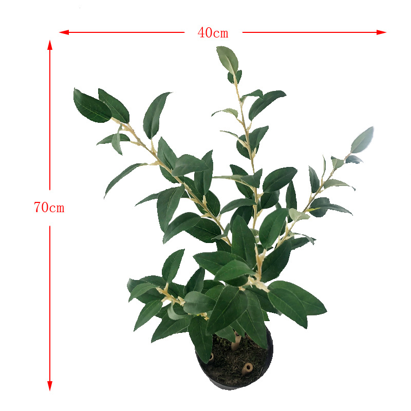 XRB-029 沙枣叶五叉枝 (1).jpg