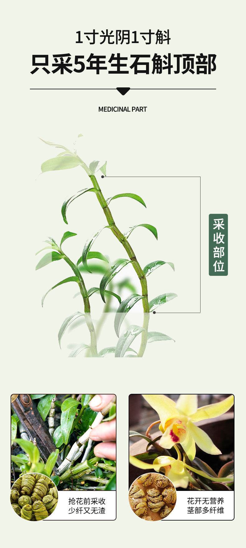 Dried Dendrobium Stem Fengdou 5 Year Shi Hu 30g Bottle for Decoction and Tea in use