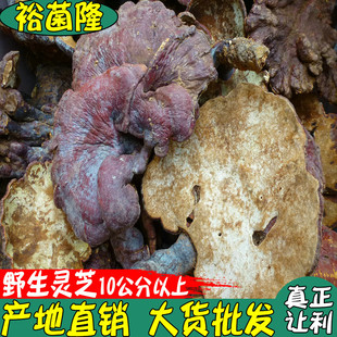 ��ԣ��¡���`֥Ұ���`֥ñ��10��������Ұ���t��֥�a�����l��ș