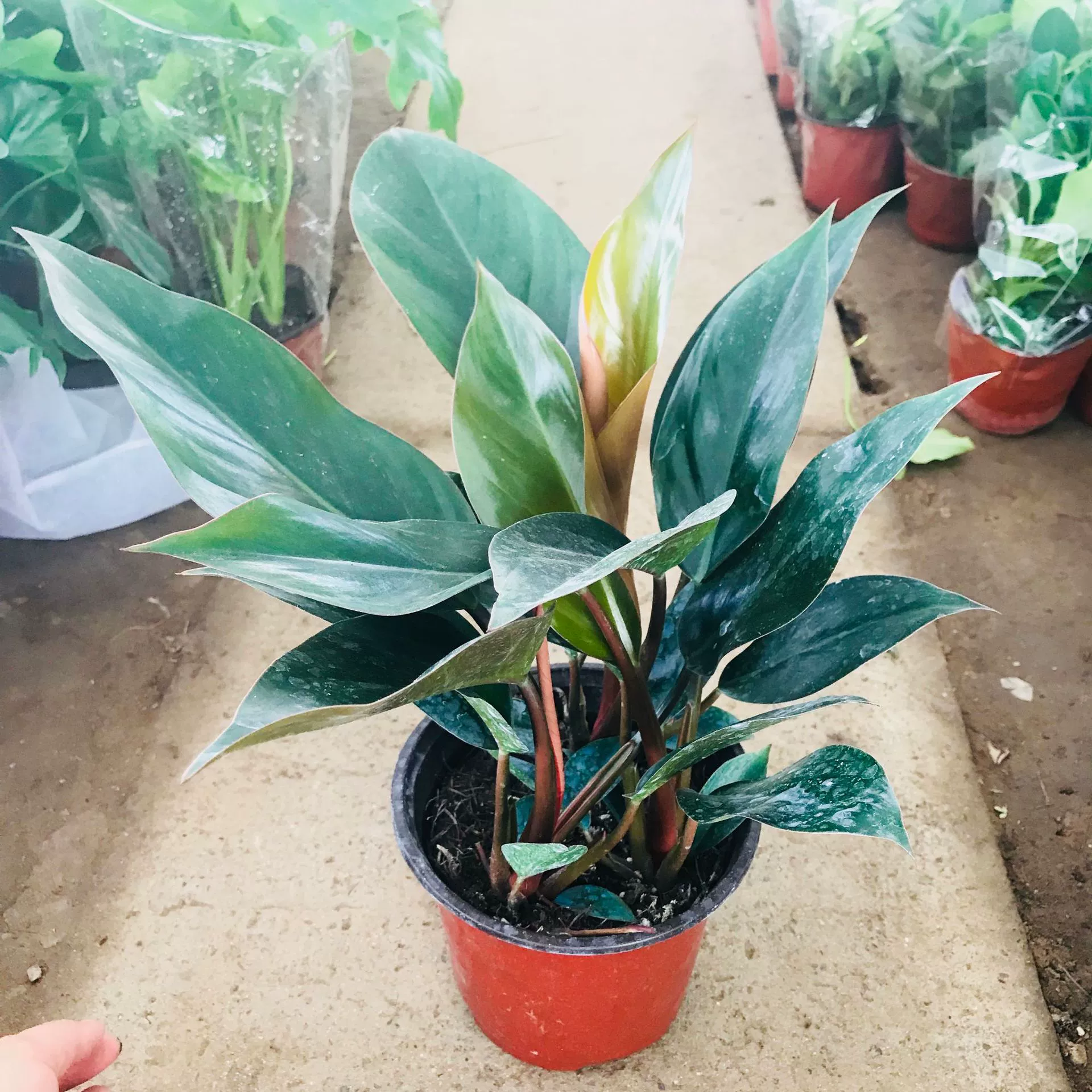 Продажи теплиц Большой лист Комнатные растения в горшках Золотой бриллиант Вечнозеленый Все сезоны Вид Лист Зеленые растения Purify Air Red Diamond