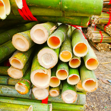 大量竹竿批發各類規格長竹子短竹子雷竹旗桿撐桿可按要求做