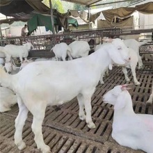 嘉旺 純種肉羊苗價位 山東白山羊養殖場 熱銷純種