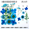 PRESSED FLOWER material bag dry flower pressure flower field combination of flower material bag and leaves paste painting