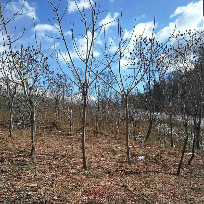 供应火炬树粗度2-12cm园林绿化观赏植物占地护坡乔木火炬树苗批发