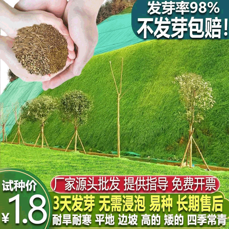 Lawn Seeds Dwarf Bermuda Dog Tooth Grass Rye Grass Grass Seeds Slope Protection Soil Solidification Four-Season Evergreen Green Grass Seeds
