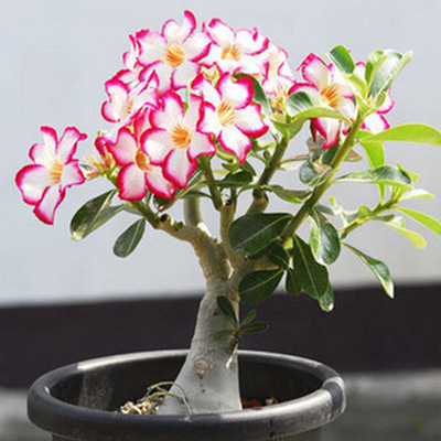Desert Rose Flower seedlings Flower Botany Four seasons Bloom indoor Botany Flower Pot Bonsai Flowers