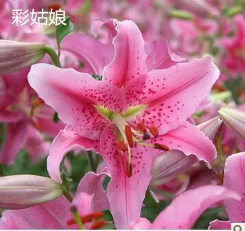 Оптовые поставки лилии луковицы духи лилии луковицы мульти лилии Декоративные лилии свежий срезанный цветок луковицы