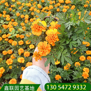 Павлин трава wanshouju shishou chrysanthemum park greening base park Наблюдая за цветочными арендами играет желтая трава павлина