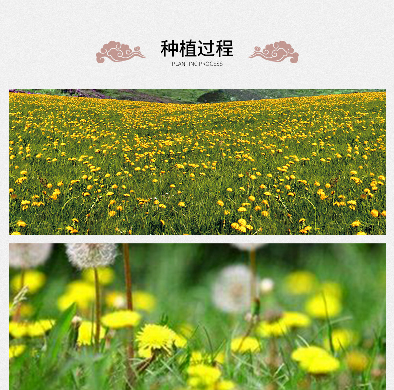 Dandelion Root Tea Bulk Loose Dried Pu Gong Ying Herbal Infusion 500g preparation
