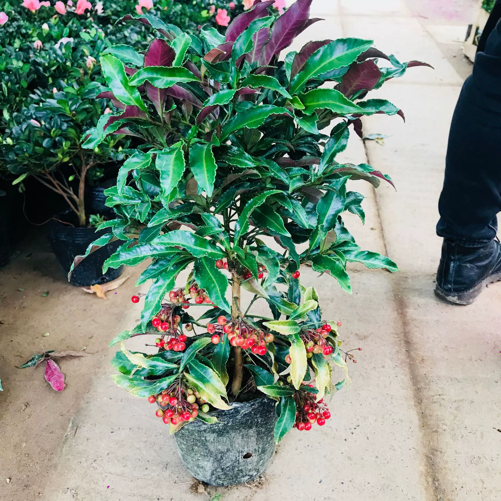 Продажи теплиц Xiyin растения богатые Семена Красный зонтик балкон гостиная крытый и открытый цветы в горшках Декоративные Фруктовые растения