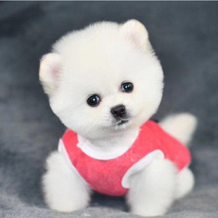 白博美犬圖片 海量高清白博美犬圖片大全 阿里巴巴