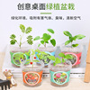 Creative small cute small pot for office, children's plant lamp