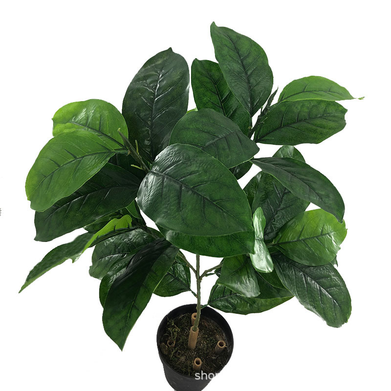 XRB-009 春色高榕叶五叉枝2.jpg