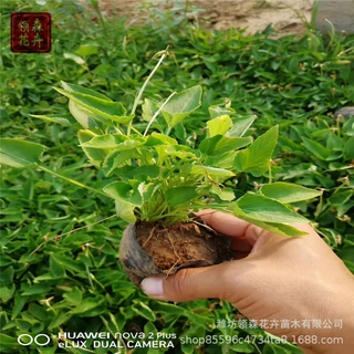 多年生紫花地丁 营养杯苗宿根地被草花 园林公园绿化