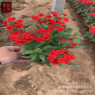 �޸���Ů�� �ݻ���Ů�� һ�������ݻ� ���Զ�ѿ �@�־G��