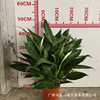 Base direct approval ｜ Princess wine white palm, sailing, potted indoor flowers, green plants purify air