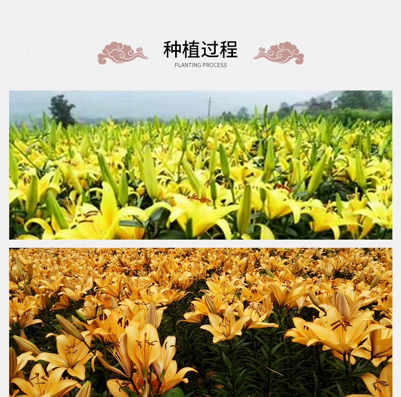 Dried Lily Flower Tea Bai He Hua Loose Herbal Flowers 500g Sulfur Free Bulk in use