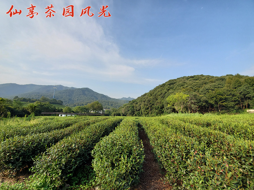 仙享茶园风光3