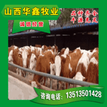 南阳牛种牛 肉牛养殖场 牛苗 养殖小牛多少一头 技术员服务