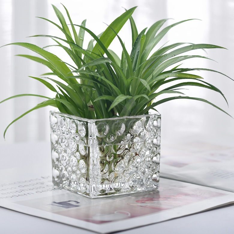 Wholesale transparent square thickened Dot beads flower pot hydroponic glassware green radish Sleeping Lotus copper grass Wholesale transparent square thickened Dot beads flower pot hydroponic glassware green radish Sleeping Lotus copper grass